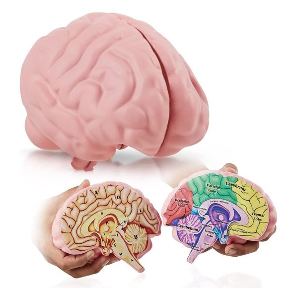 Educational Tool for Learning Human Brain Model Anatomical Function Psyc… - Picture 1 of 7